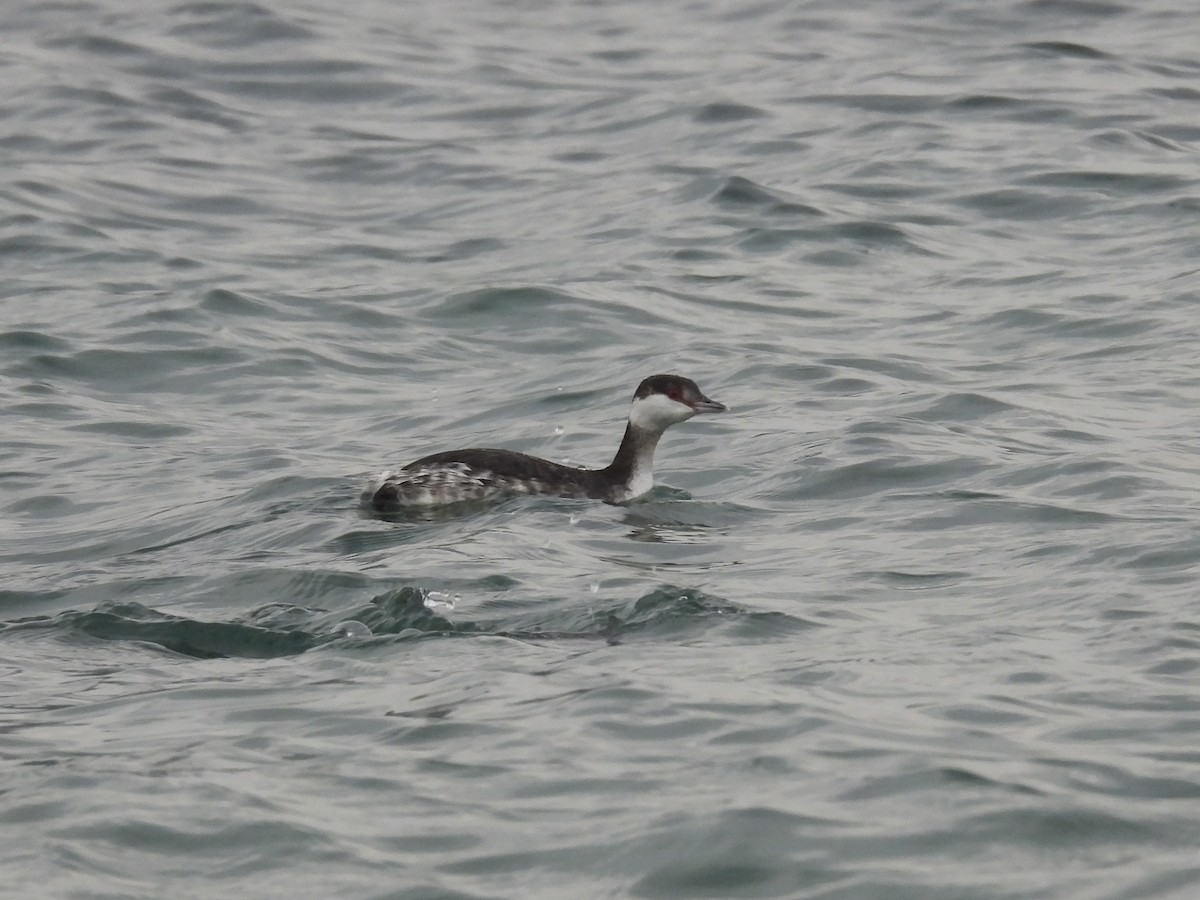 Horned Grebe - ML646893298