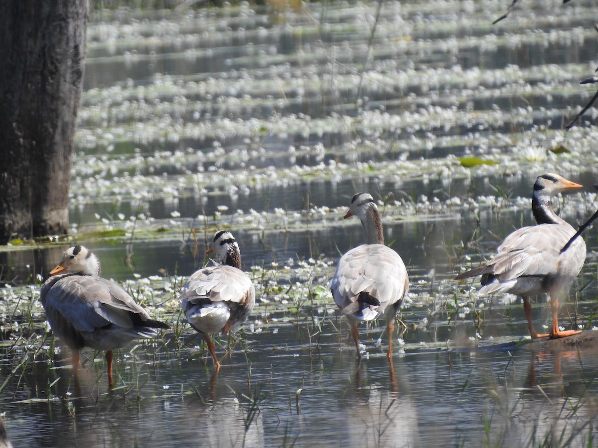 Oie à tête barrée - ML646893300