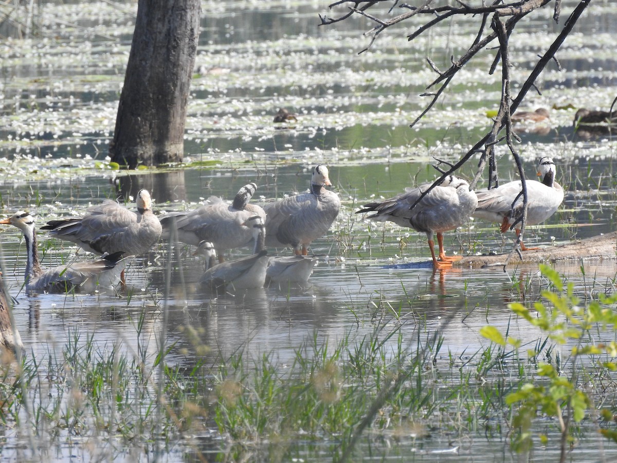 Oie à tête barrée - ML646893301