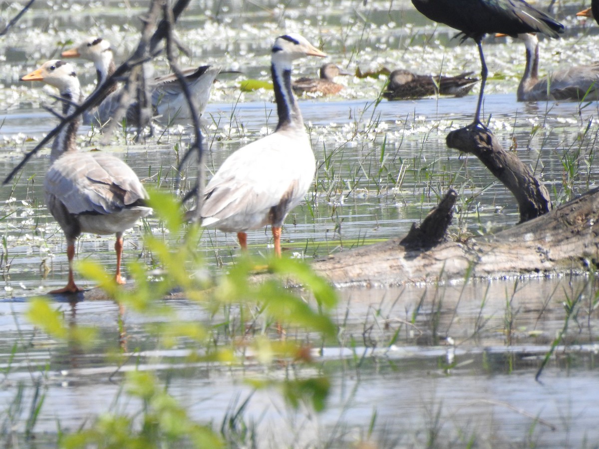 Oie à tête barrée - ML646893302