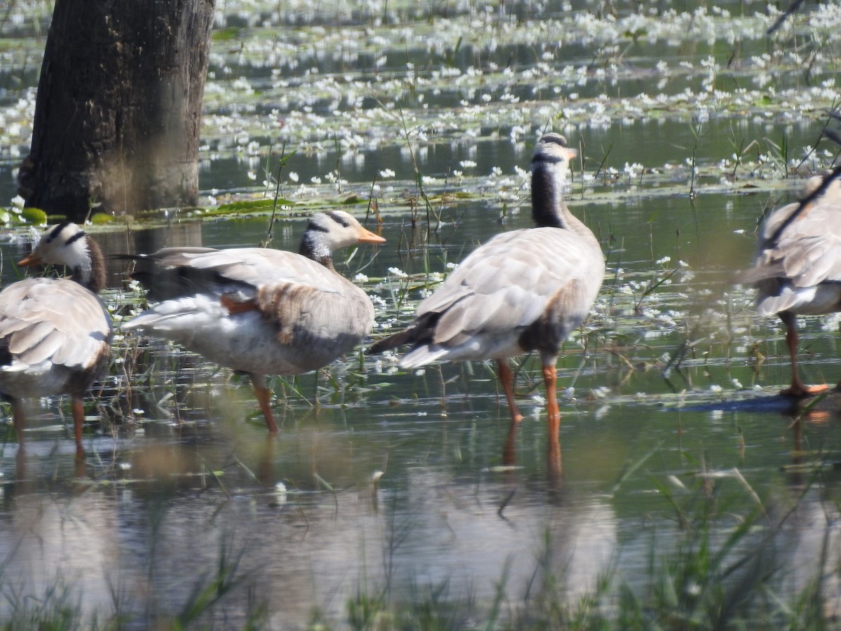 Oie à tête barrée - ML646893303