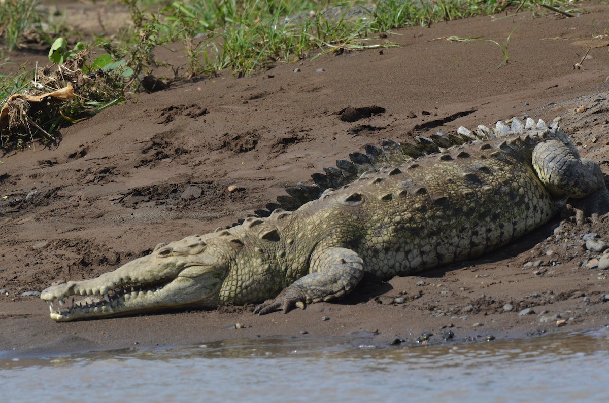 Острорылый крокодил - ML646893304