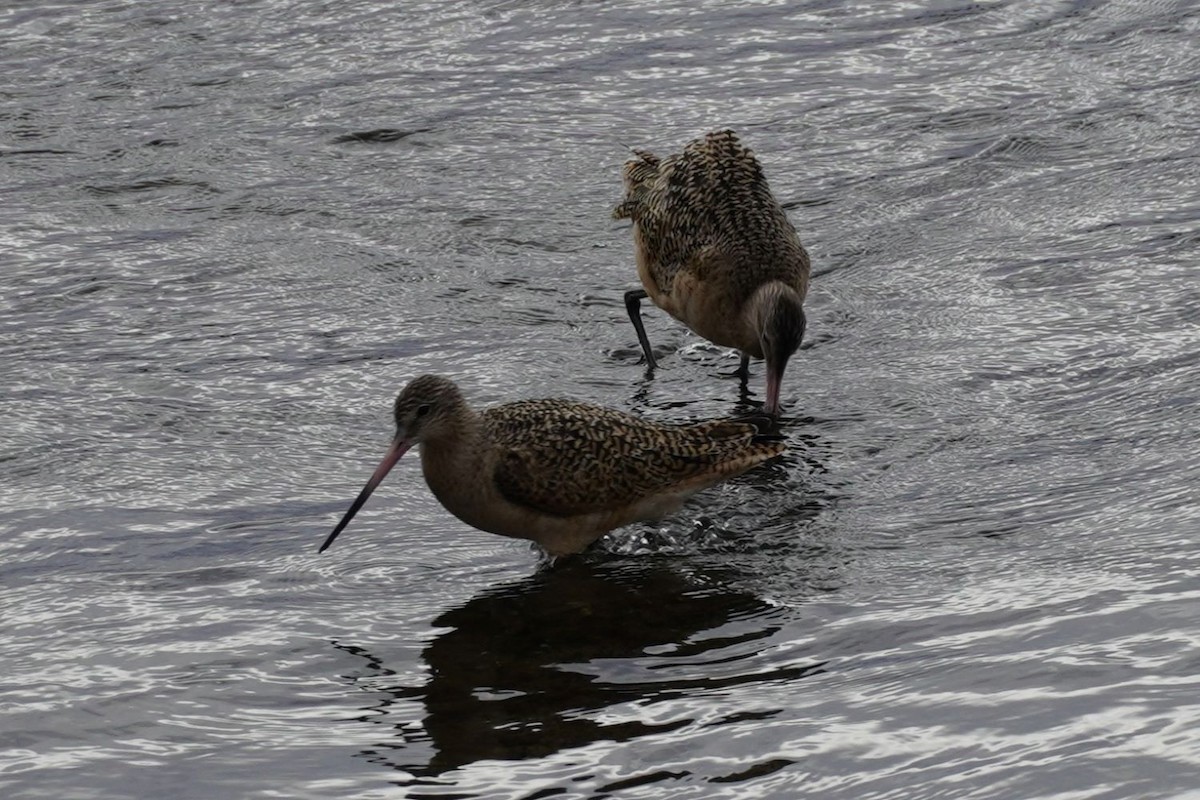 Marbled Godwit - ML646893305