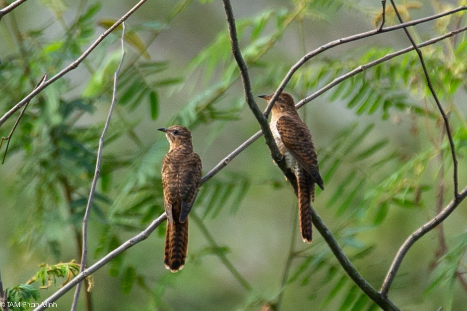 Plaintive Cuckoo - ML646893306