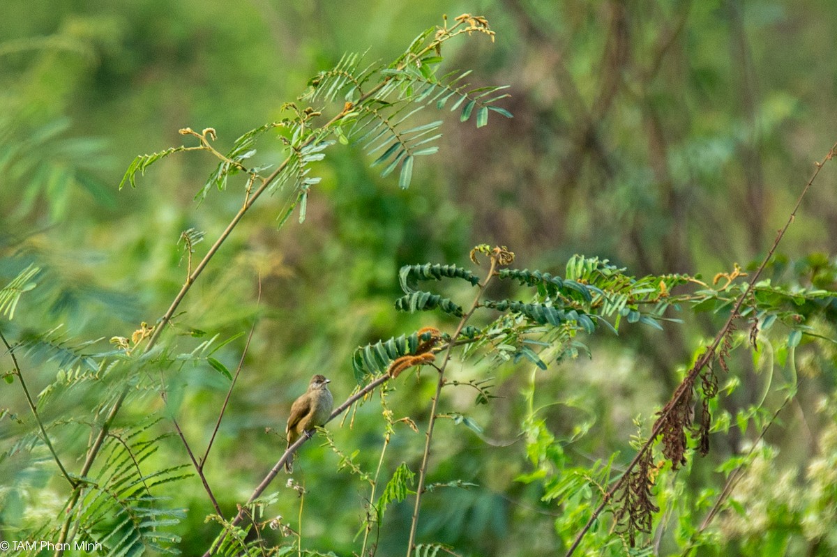 Streak-eared Bulbul - ML646893308