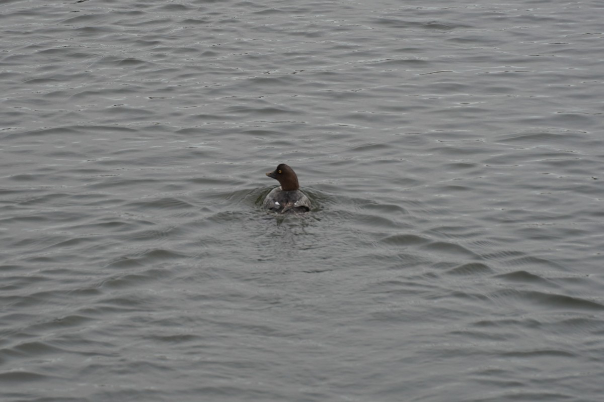 Гоголь - ML646893310