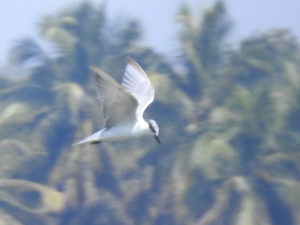Whiskered Tern - ML646893311