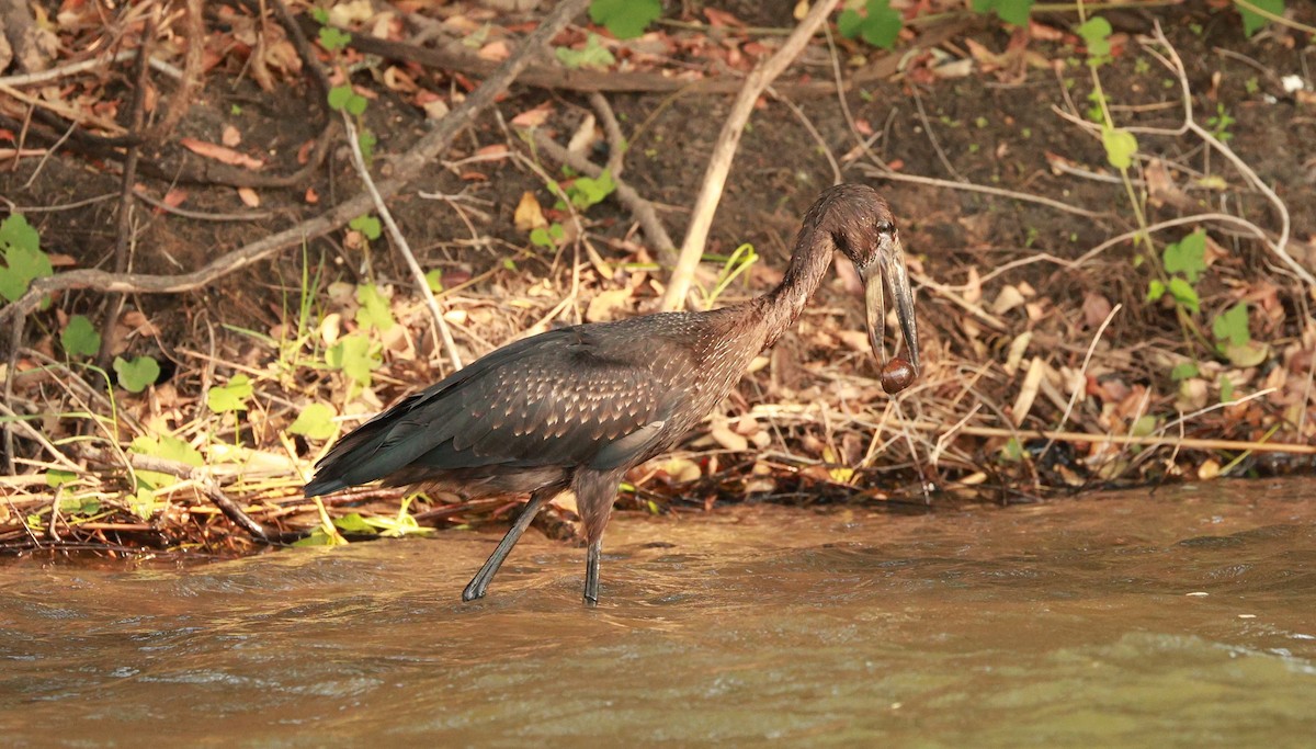 Лелека-молюскоїд африканський - ML646893312