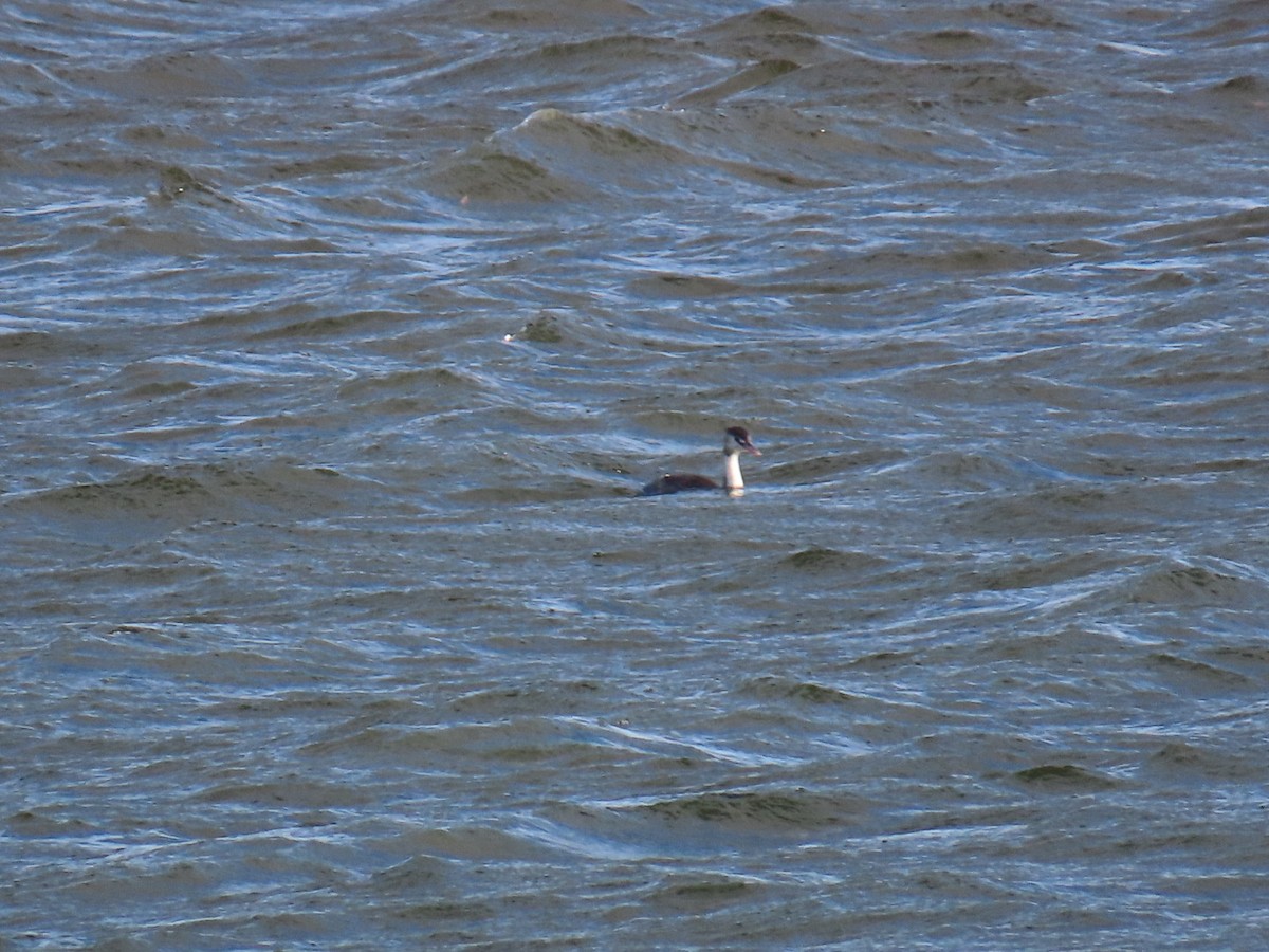 Great Crested Grebe - ML646893313