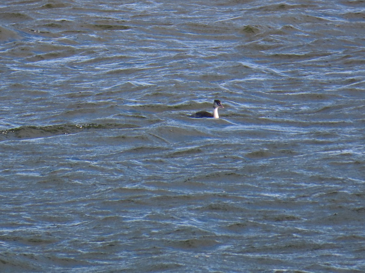 Great Crested Grebe - ML646893314