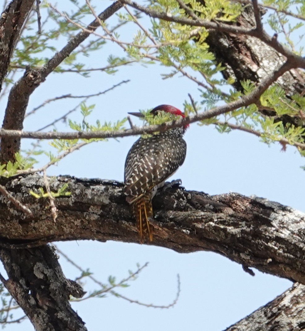 Nubierspecht - ML646893315