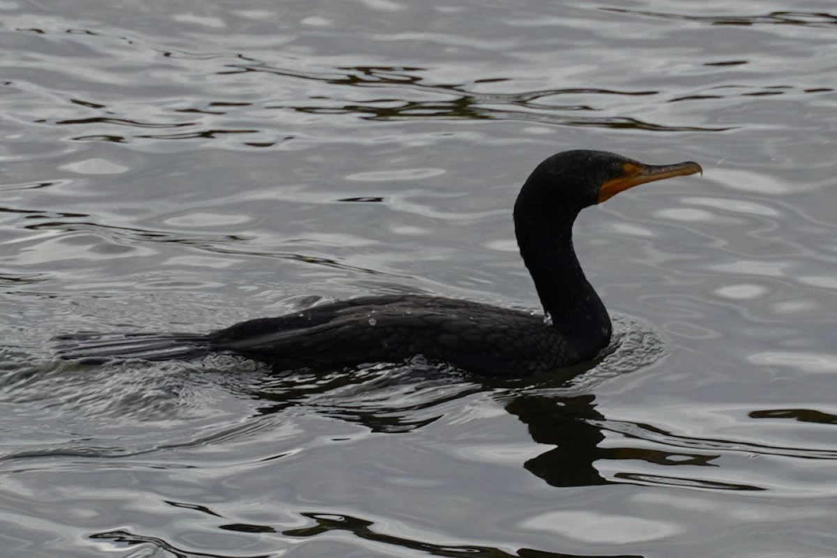 קורמורן אמריקני - ML646893317