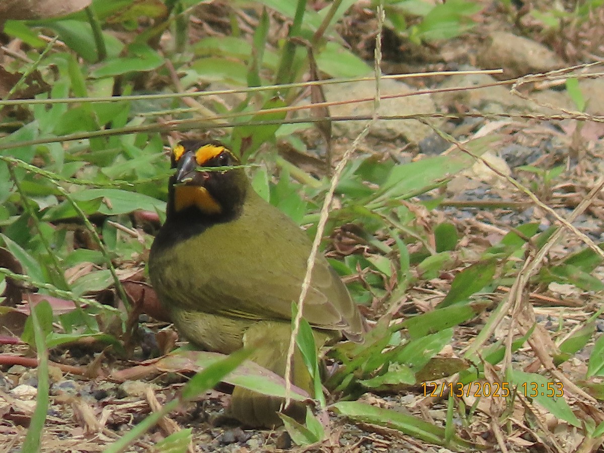 Yellow-faced Grassquit - ML646893318