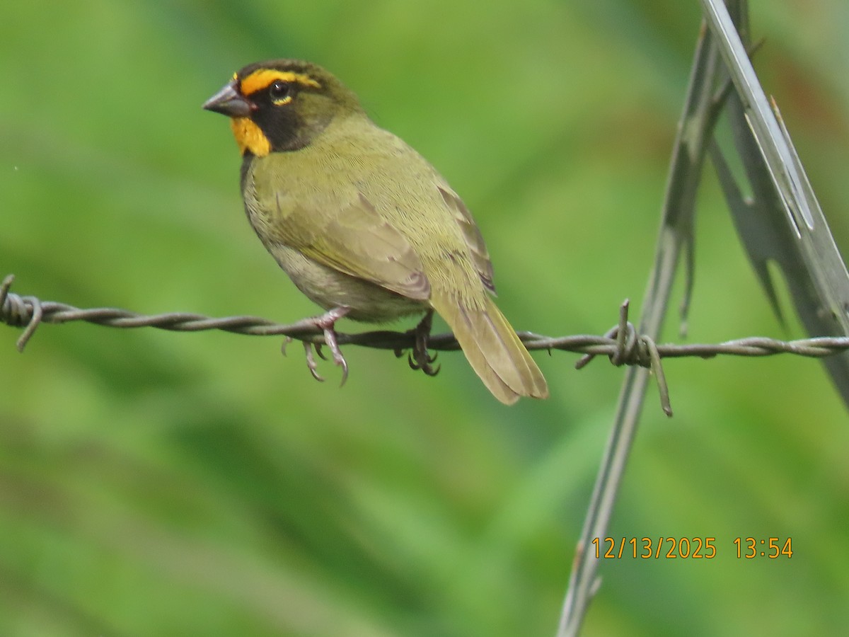 Yellow-faced Grassquit - ML646893319