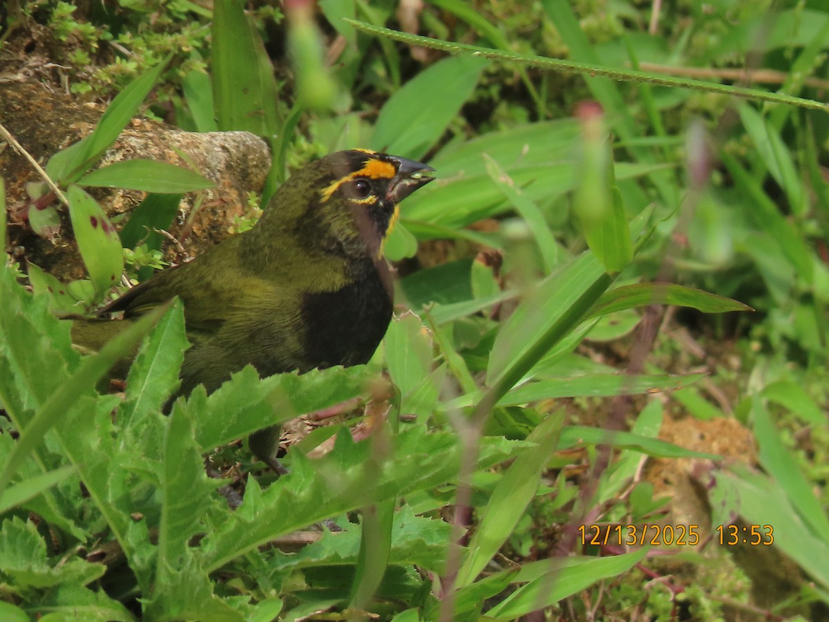 Yellow-faced Grassquit - ML646893320
