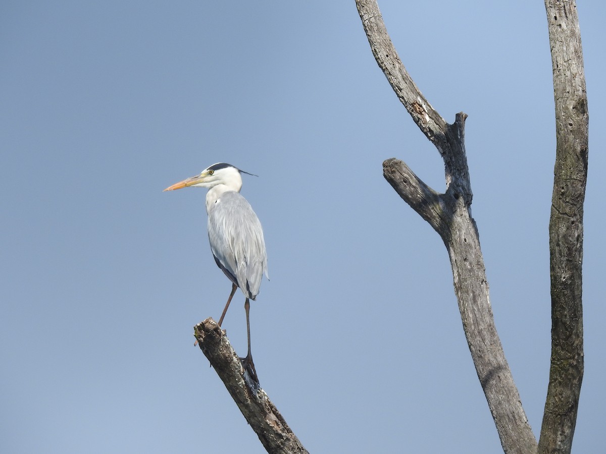 Gray Heron - ML646893321