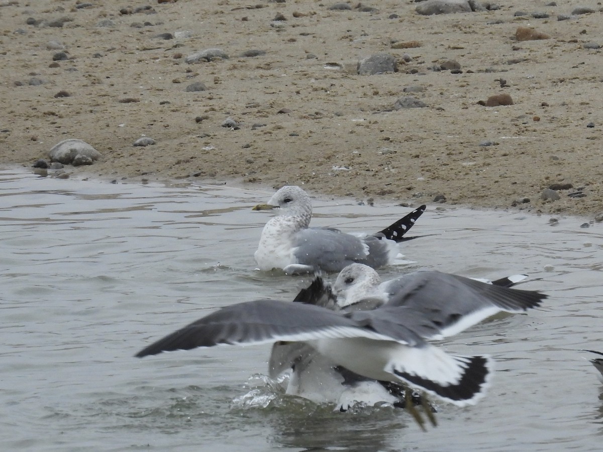 Common Gull - ML646893323