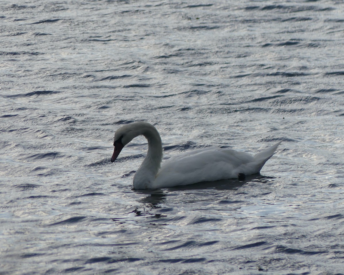 Höckerschwan - ML646893324