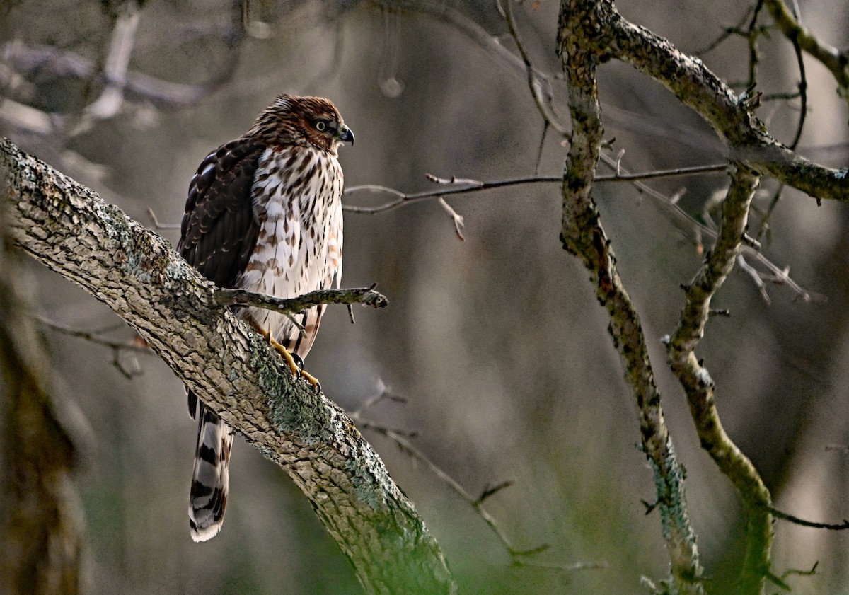 Cooper's Hawk - ML646893325