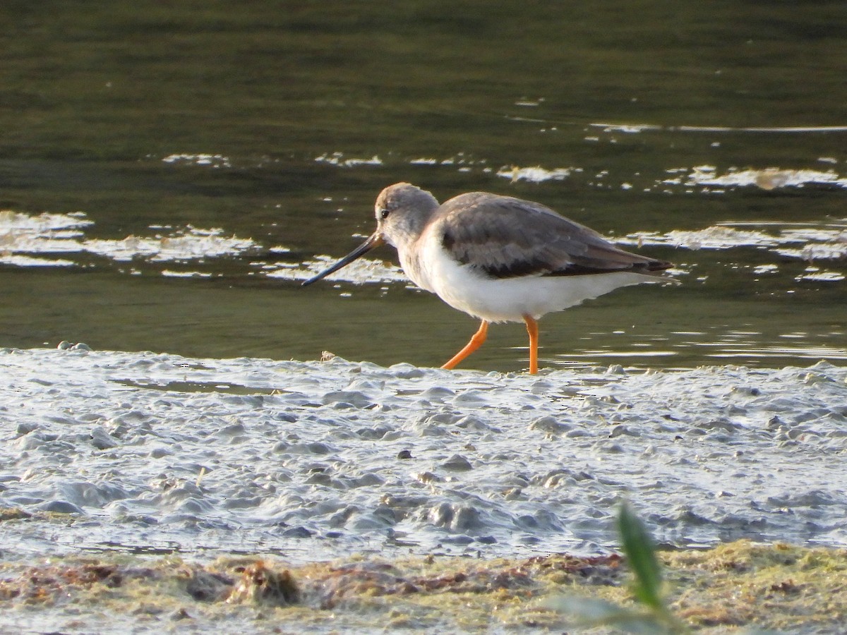 ソリハシシギ - ML646893327