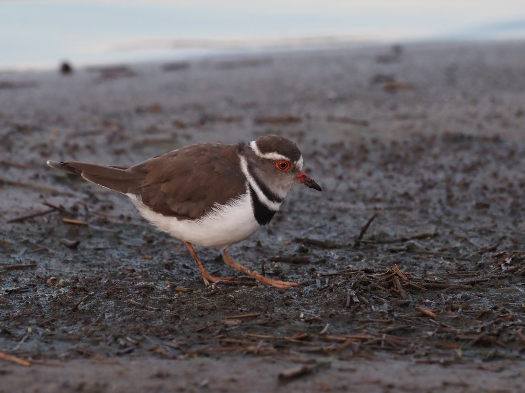 Three-banded Plover - ML646893328