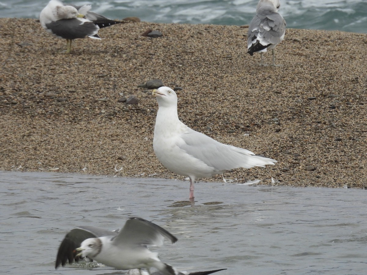 Gavión Hiperbóreo - ML646893329