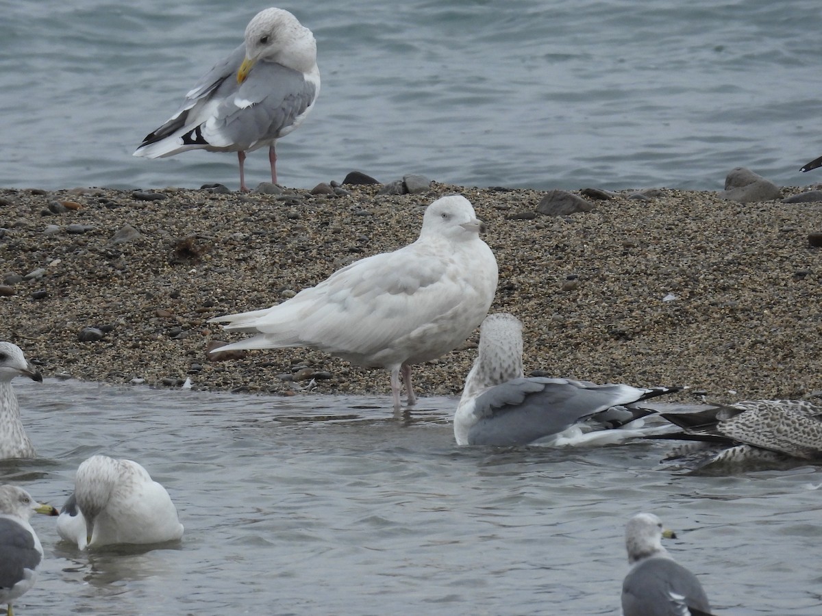 Gavión Hiperbóreo - ML646893330