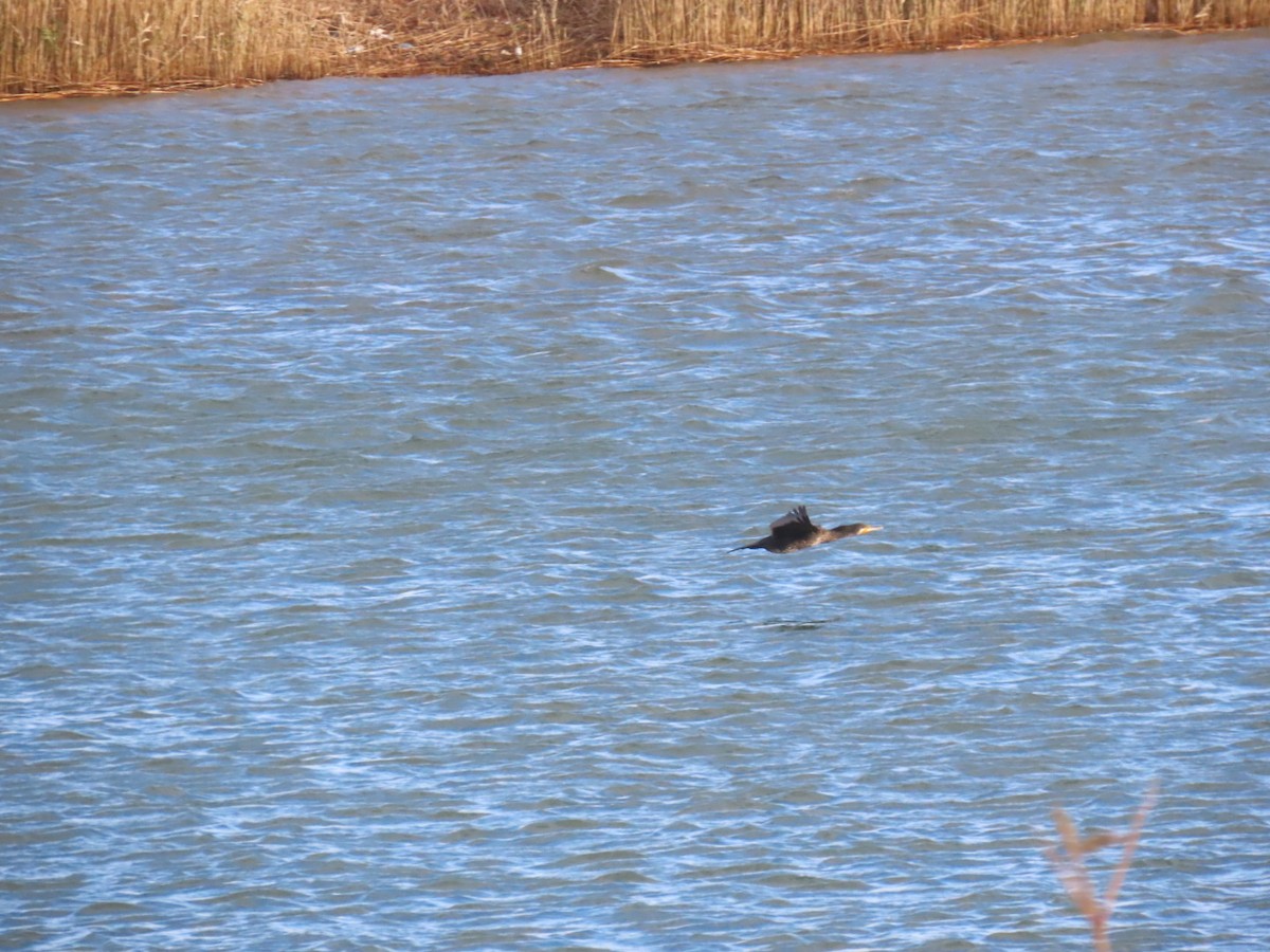 Great Cormorant (Eurasian) - ML646893331