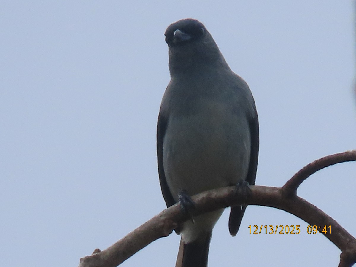 Plain-colored Tanager - ML646893333