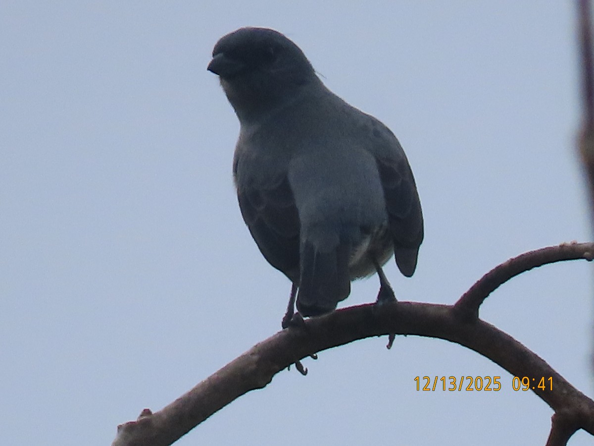 Plain-colored Tanager - ML646893334