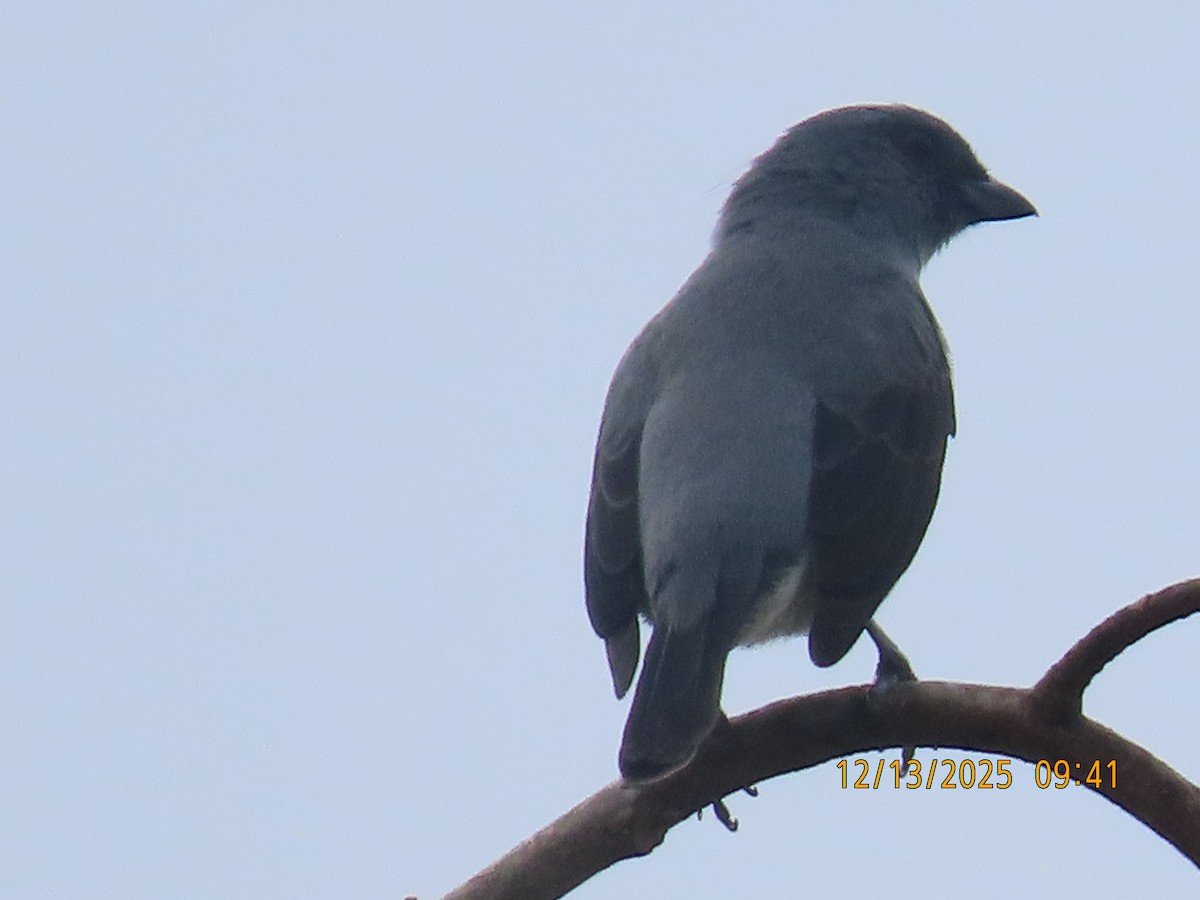 Plain-colored Tanager - ML646893335