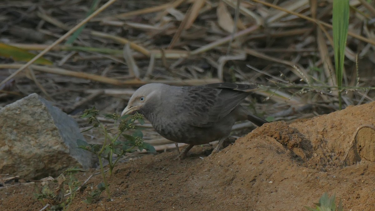 Yellow-billed Babbler - ML646893336