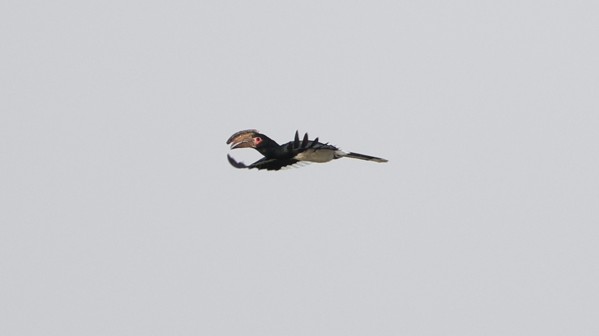 Trumpeter Hornbill - ML646893337