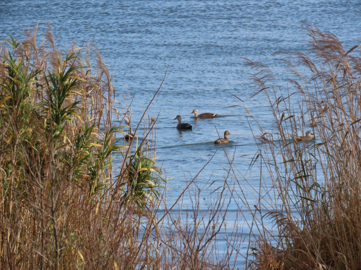 Eastern Spot-billed Duck - ML646893338