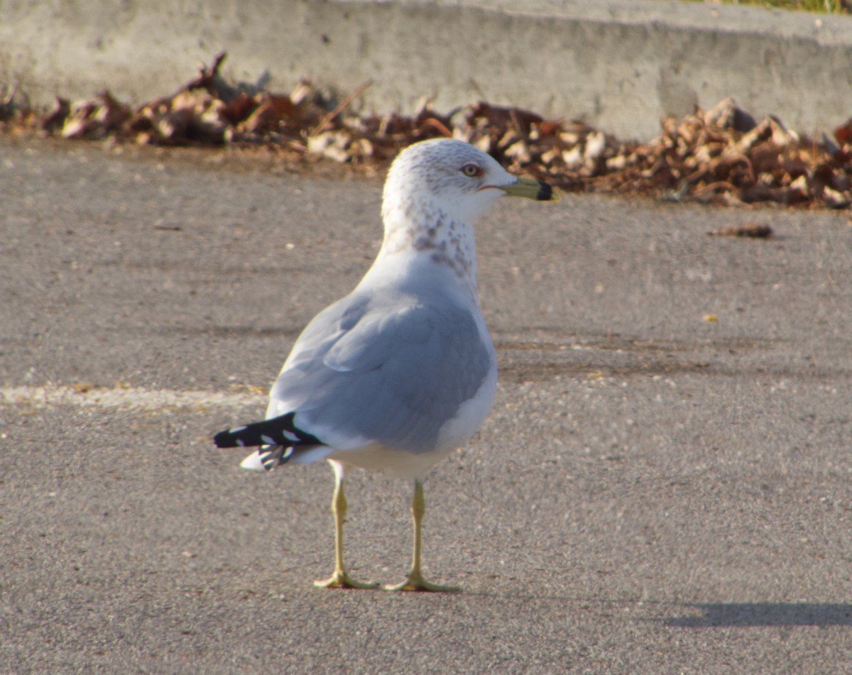Ring-billed Gull - ML646893339