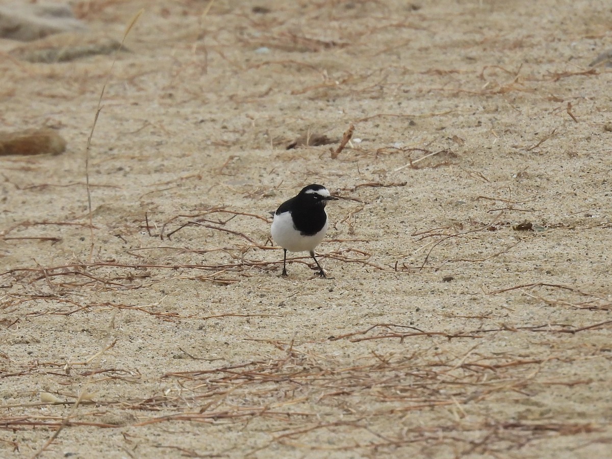 Japanese Wagtail - ML646893340