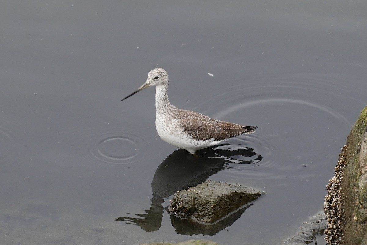 Greater Yellowlegs - ML646893341