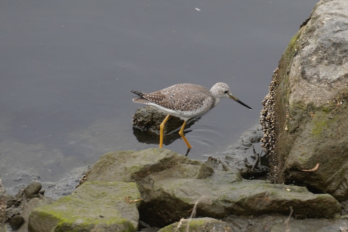 Greater Yellowlegs - ML646893342