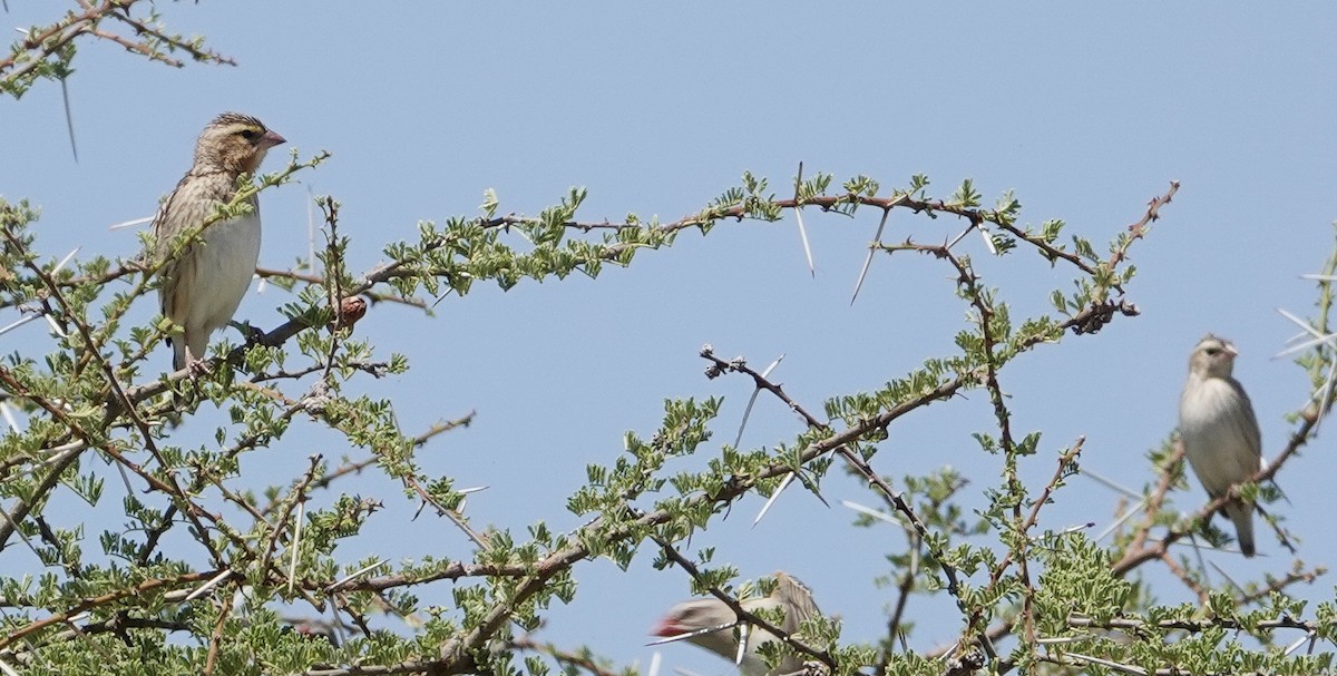 Southern Red Bishop - ML646893344