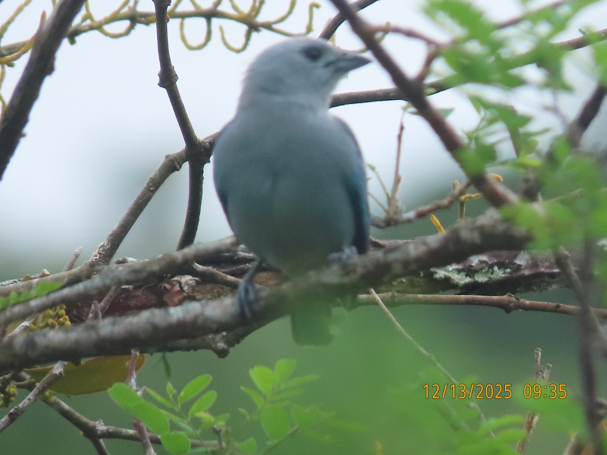 Blue-gray Tanager - ML646893345