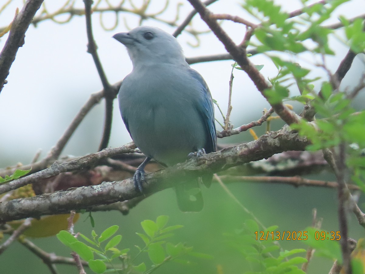Blue-gray Tanager - ML646893346