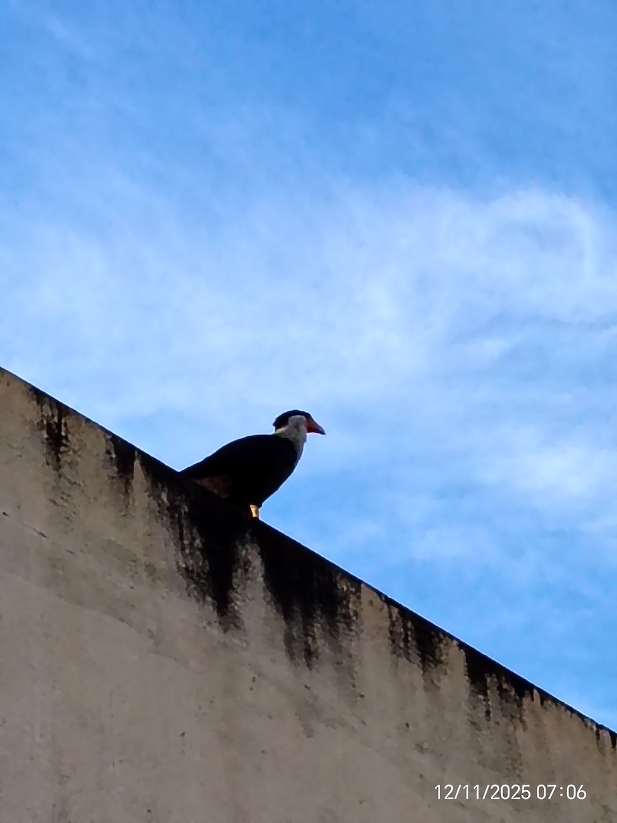 Crested Caracara - ML646893348