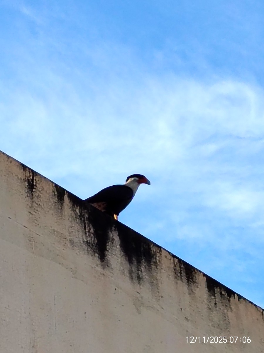 Crested Caracara - ML646893349