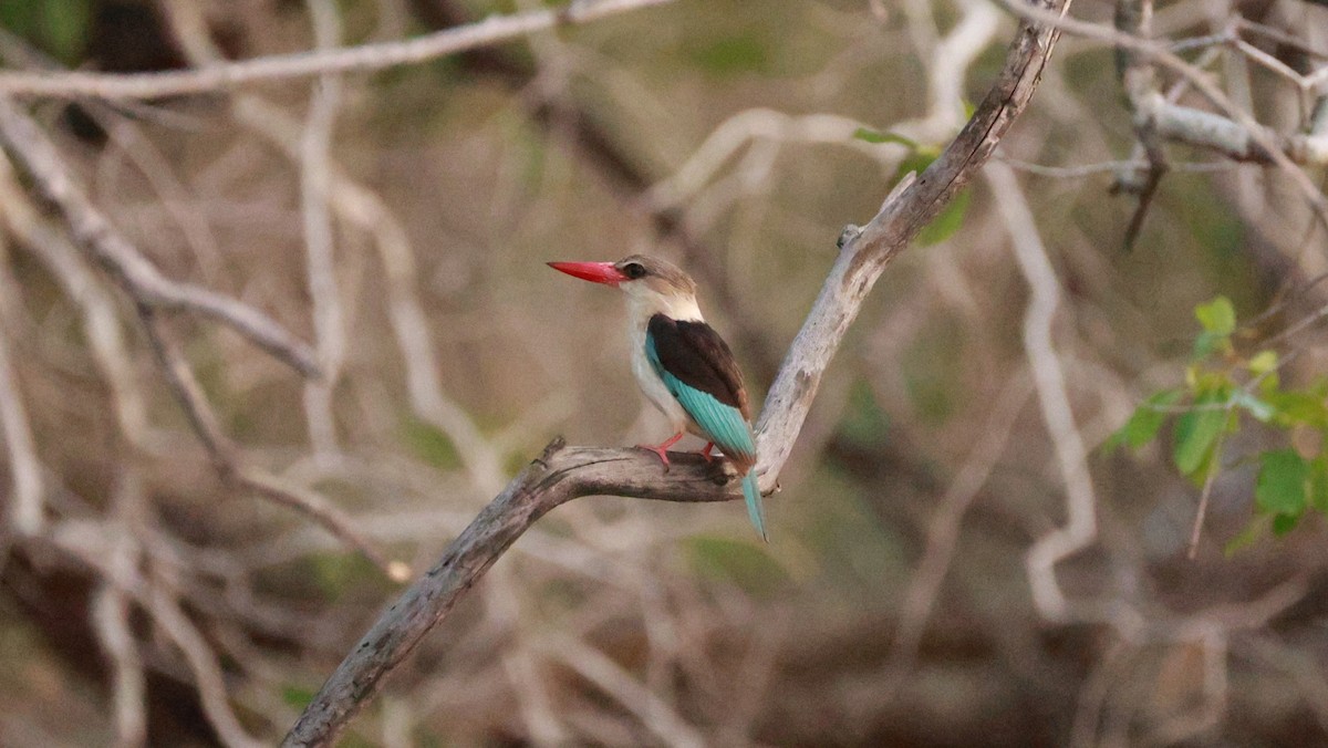 Brown-hooded Kingfisher - ML646893350