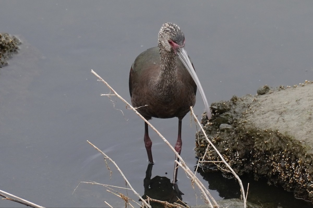 White-faced Ibis - ML646893352