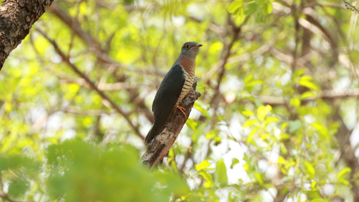 Red-chested Cuckoo - ML646893353
