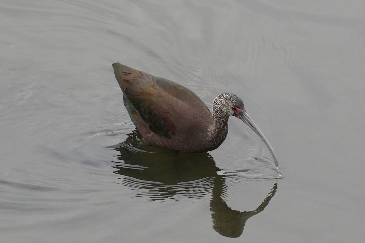 White-faced Ibis - ML646893354