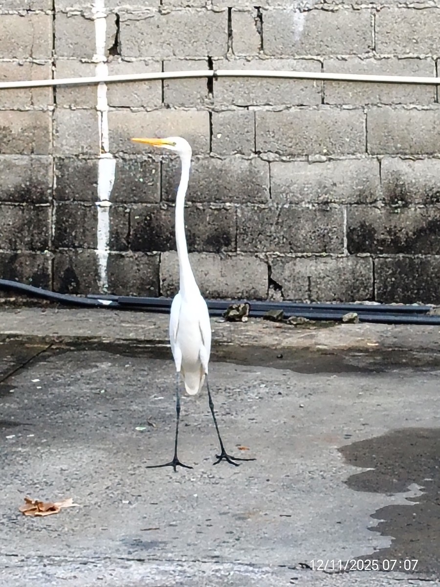 Great Egret - ML646893355