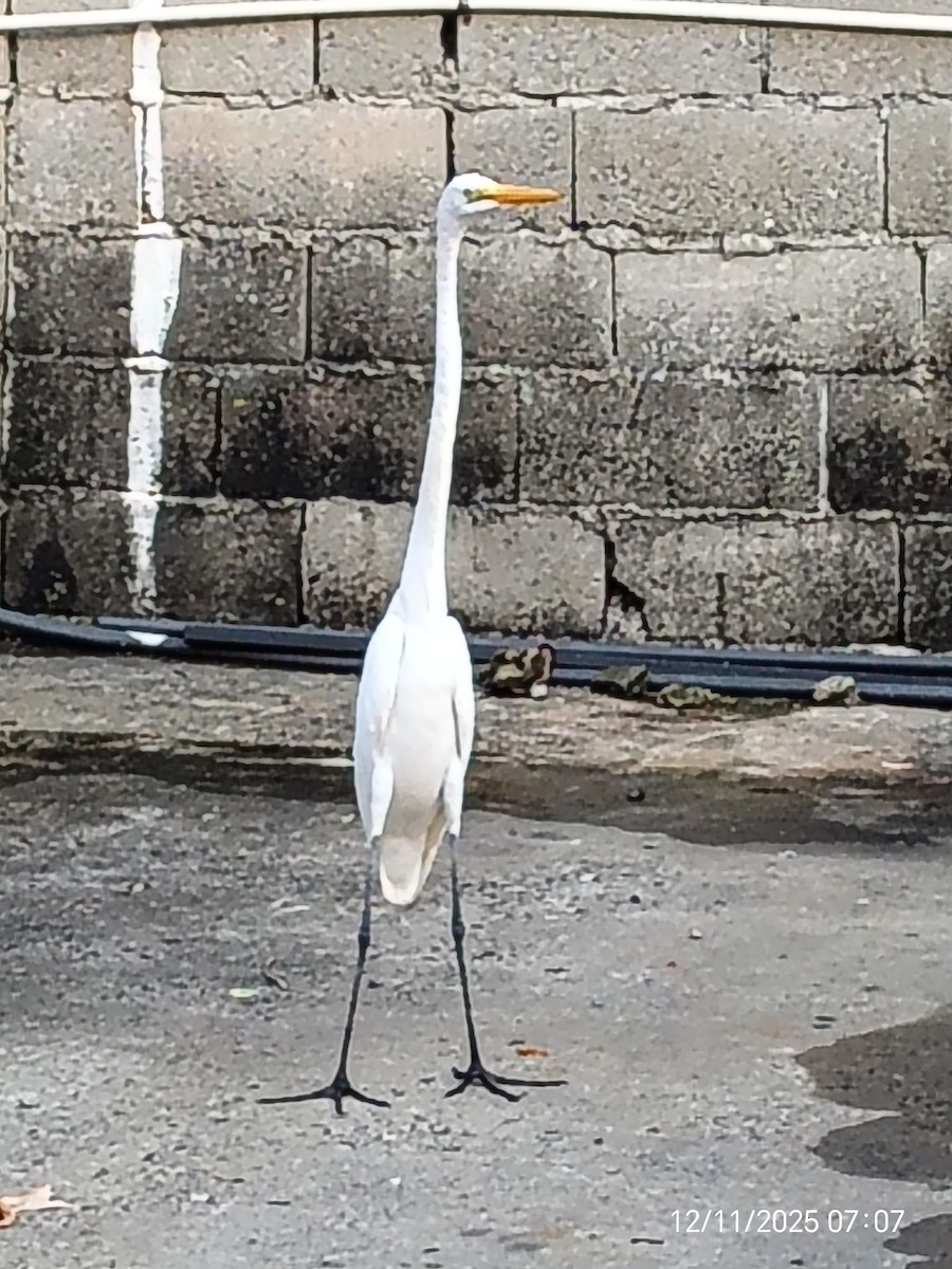 Great Egret - ML646893356