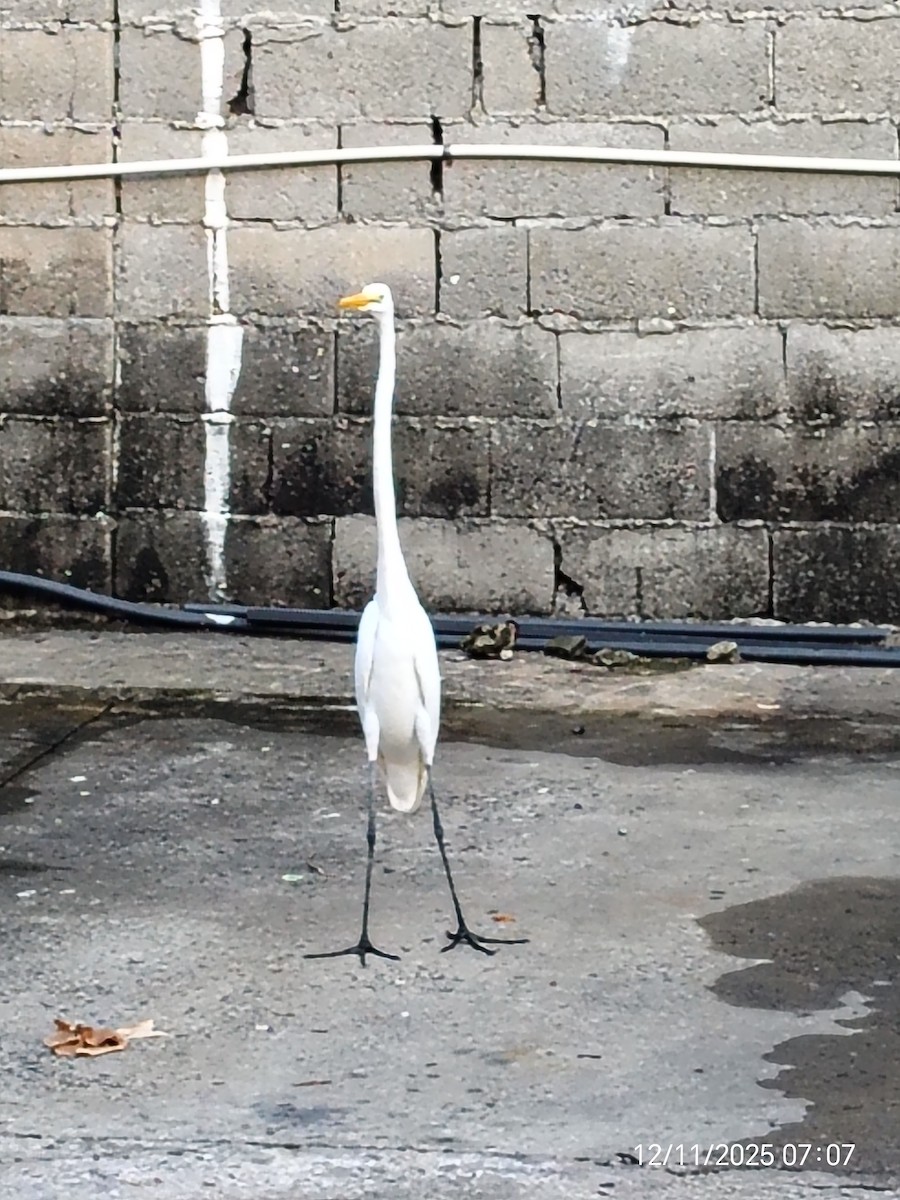 Great Egret - ML646893357